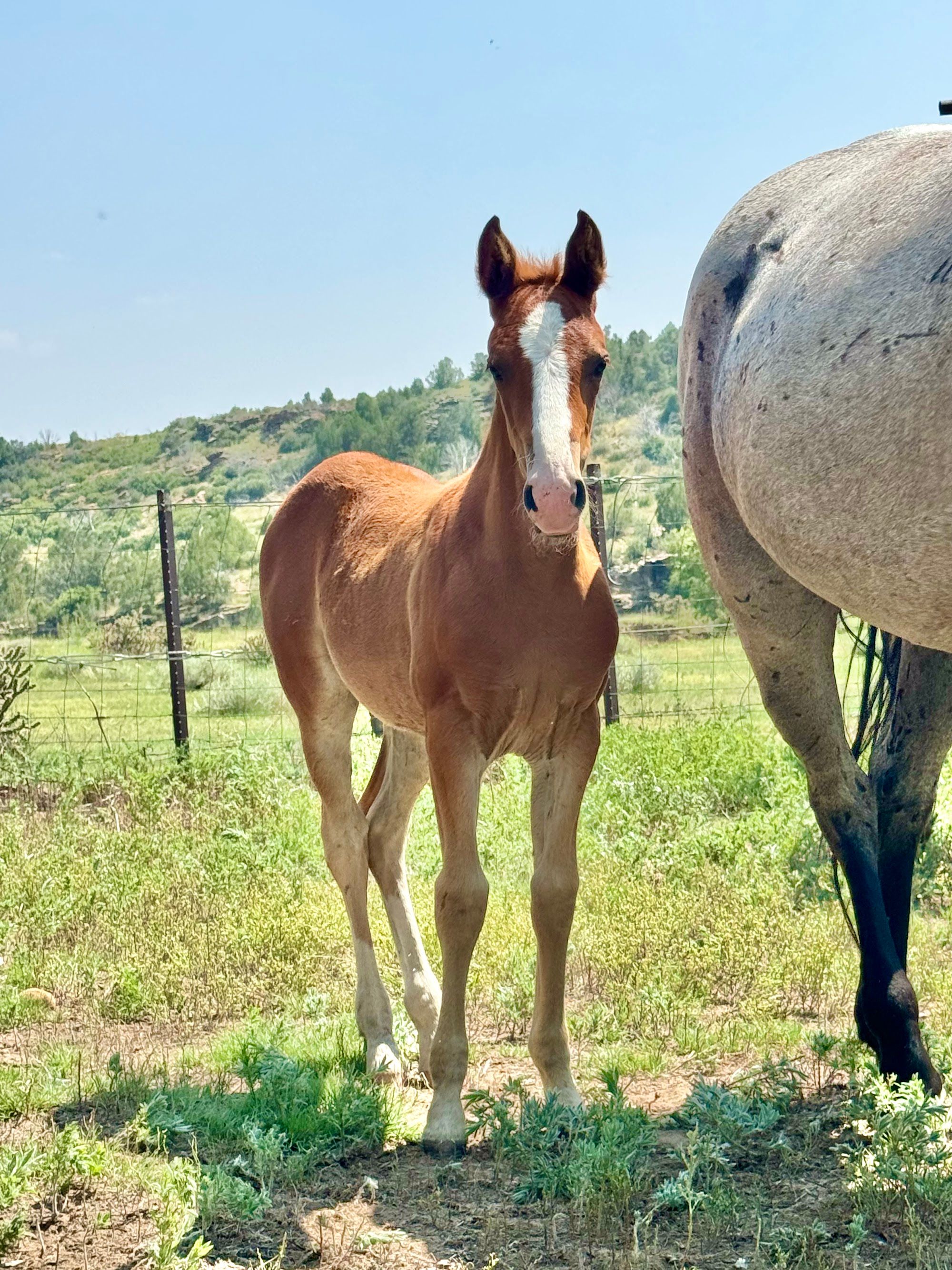 quarter-horse western-paard merrie 2 år till salu - Foto 6