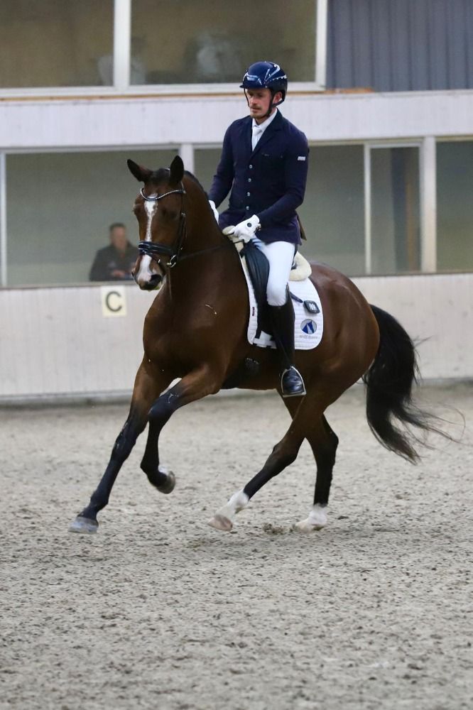 KWPN dressuurpaard Merrie 3 years old Bruin for sale - Main photo