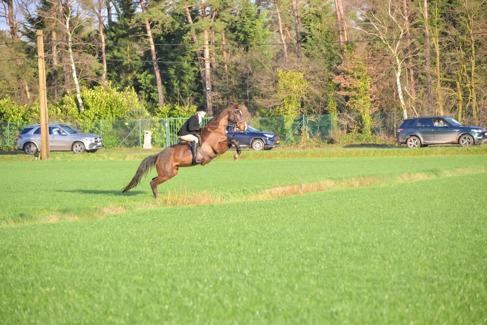 KWPN springpaard Ruin 14 år Donkerbruin till salu - Foto 5