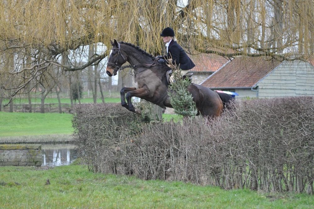 KWPN springpaard Ruin 14 år Donkerbruin till salu - Foto 2