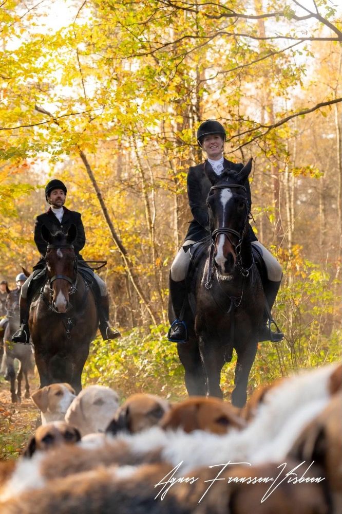 KWPN springpaard Ruin 14 år Donkerbruin till salu - Foto 6