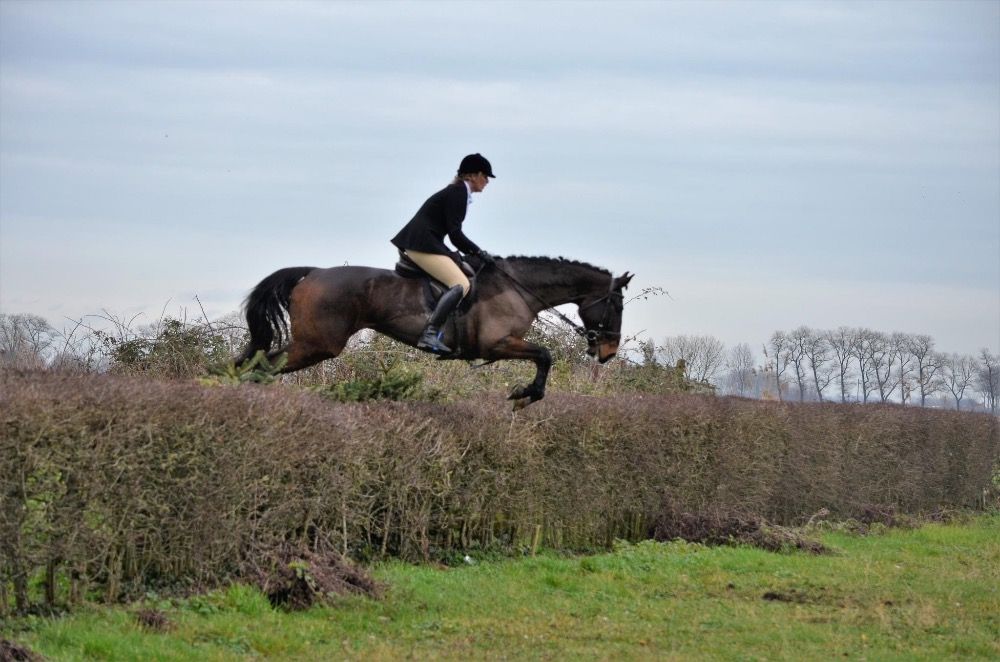 KWPN springpaard Ruin 14 år Donkerbruin till salu - Foto 4