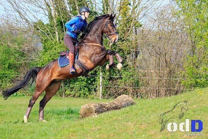 Springpferd/Jagdpferd/Allroundpferd zu verkaufen