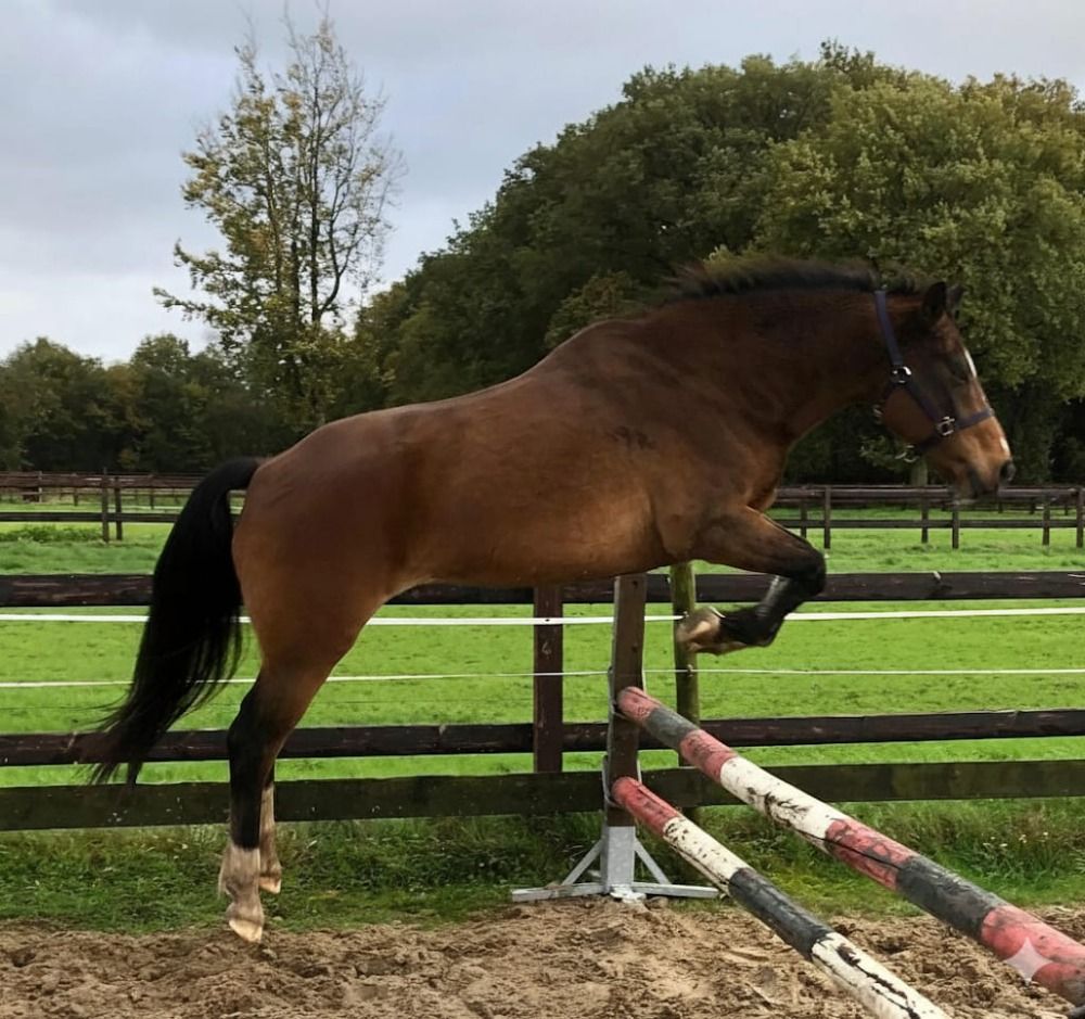 New Forest recreatie pony Ruin 15 jaar Bruin te koop - Foto 2