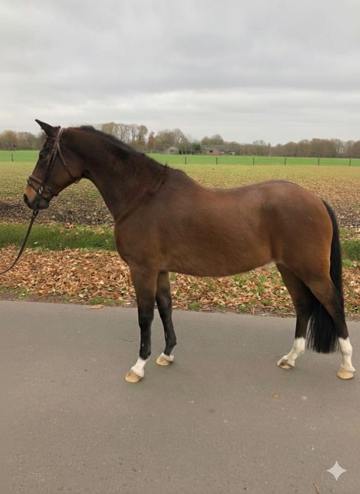 Sport Pony New Forest D-pony