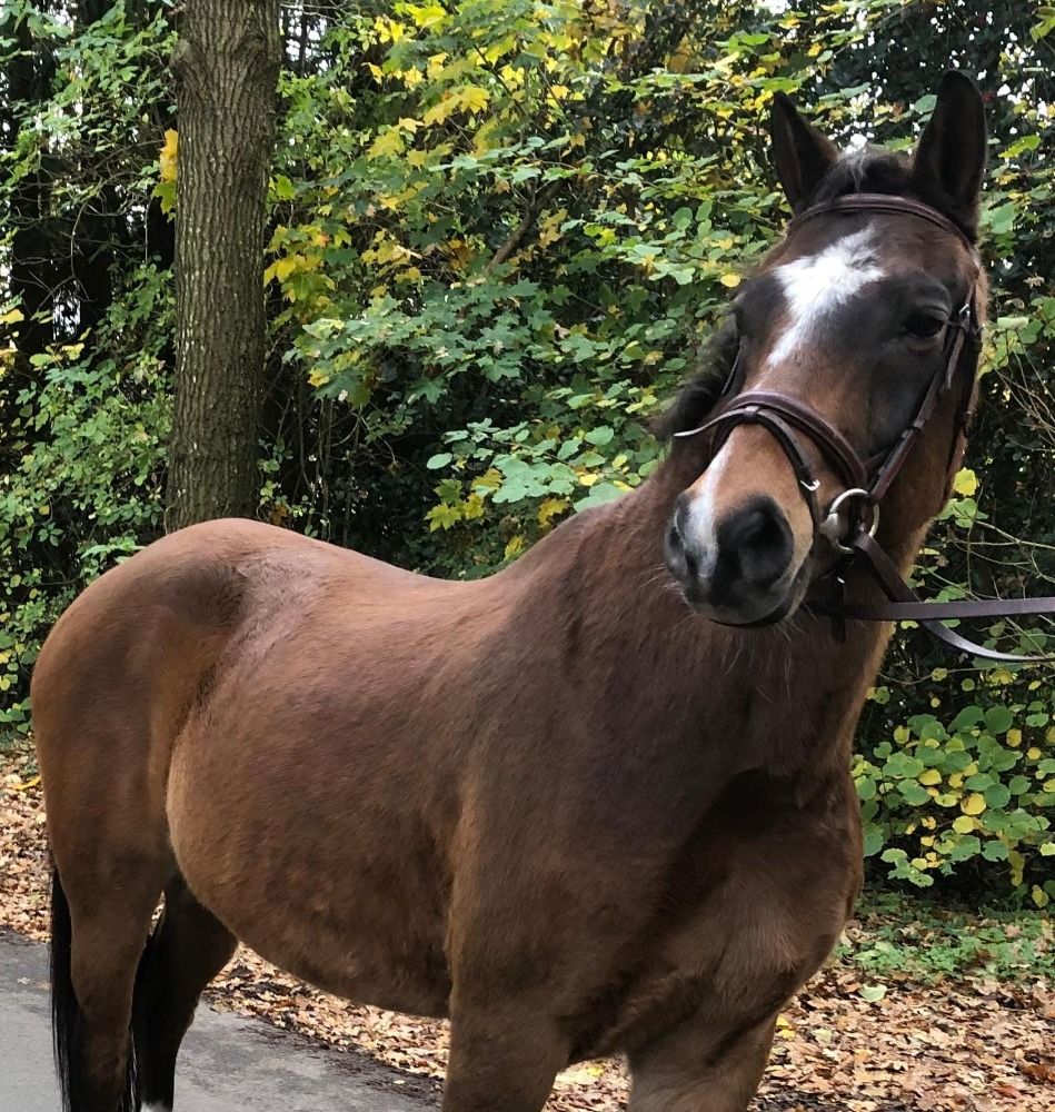 New Forest recreatie pony Ruin 15 jaar Bruin te koop - Foto 3