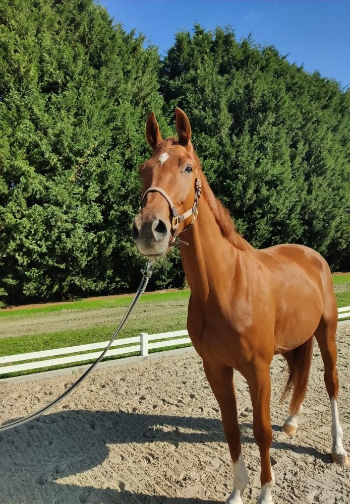 BWP dressuurpaard Ruin 3 jaar Vos te koop - Foto 3