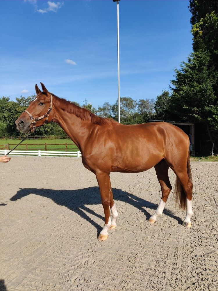 BWP dressuurpaard Ruin 3 jaar Vos te koop - Hoofdfoto