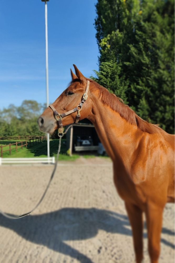 BWP dressuurpaard Ruin 3 jaar Vos te koop - Foto 2