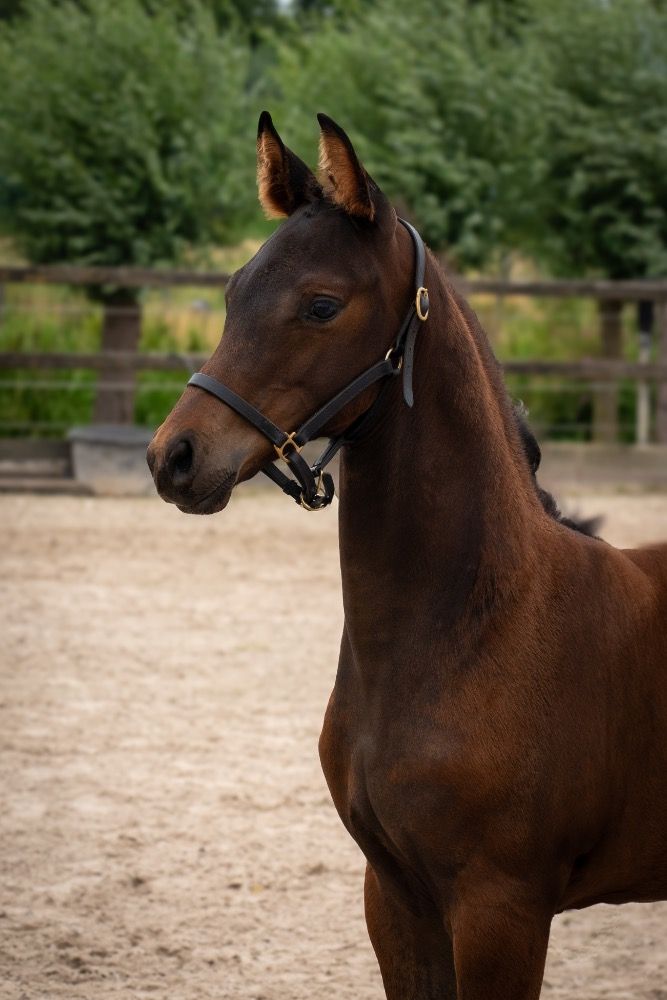 KWPN dressuurpaard Hengst Donkerbruin te koop - Hoofdfoto
