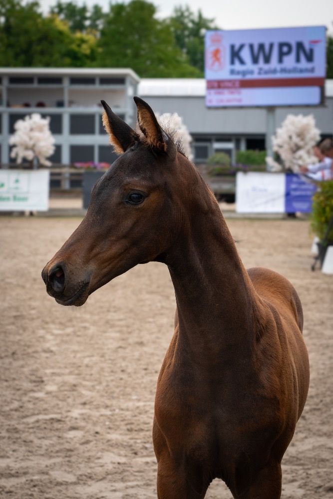 KWPN dressuurpaard Hengst Donkerbruin te koop - Foto 5