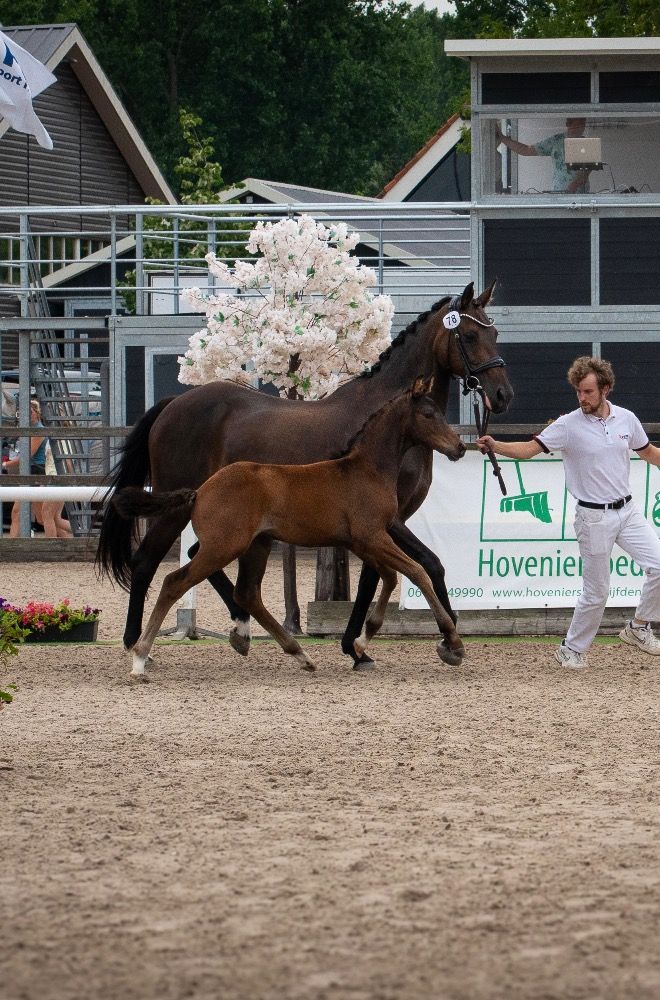 KWPN dressuurpaard Hengst Donkerbruin te koop - Foto 3