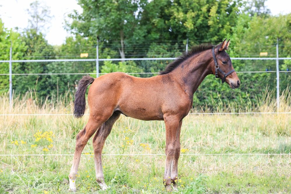 KWPN dressuurpaard Hengst Donkerbruin te koop - Foto 6
