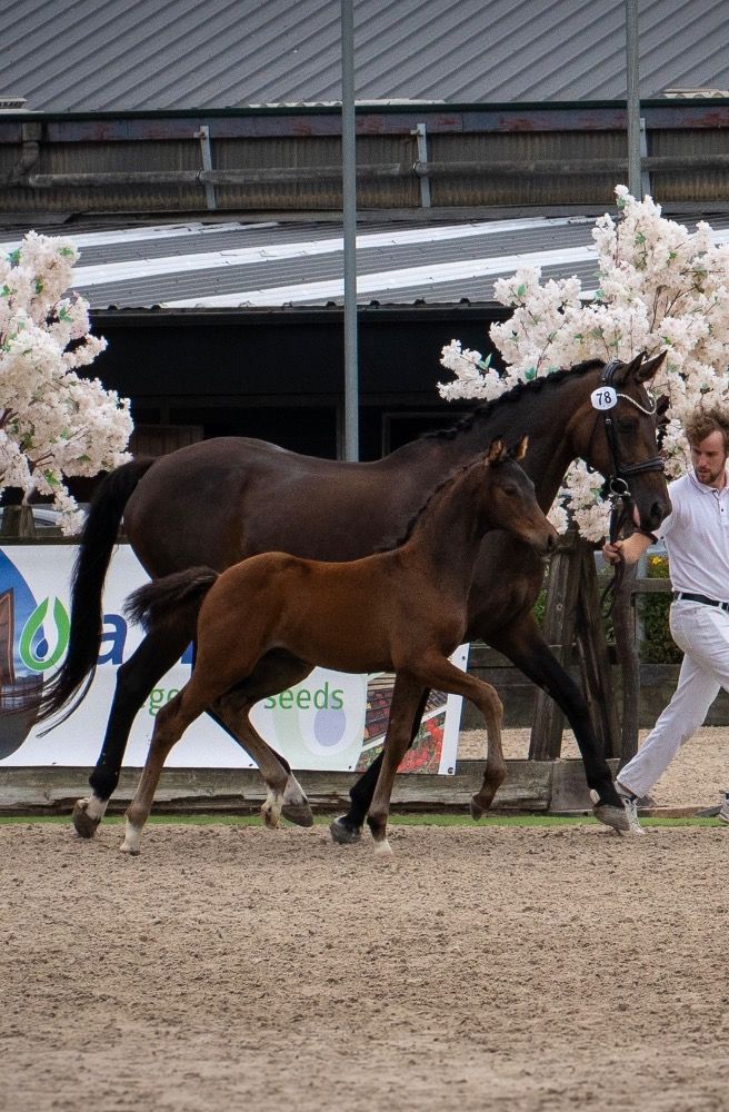 KWPN dressuurpaard Hengst Donkerbruin te koop - Foto 2