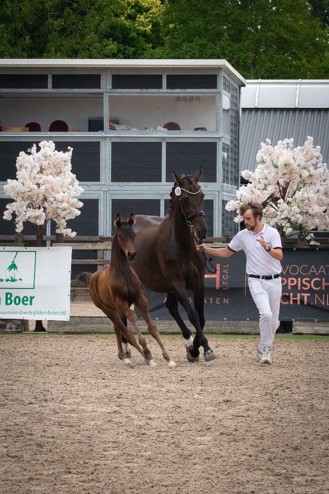 KWPN dressuurpaard Hengst Donkerbruin te koop - Foto 4