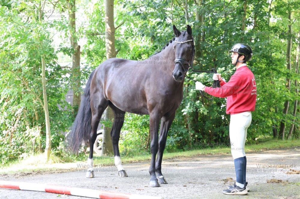 4-jarige merrie -Tophjs Kavana- te koop