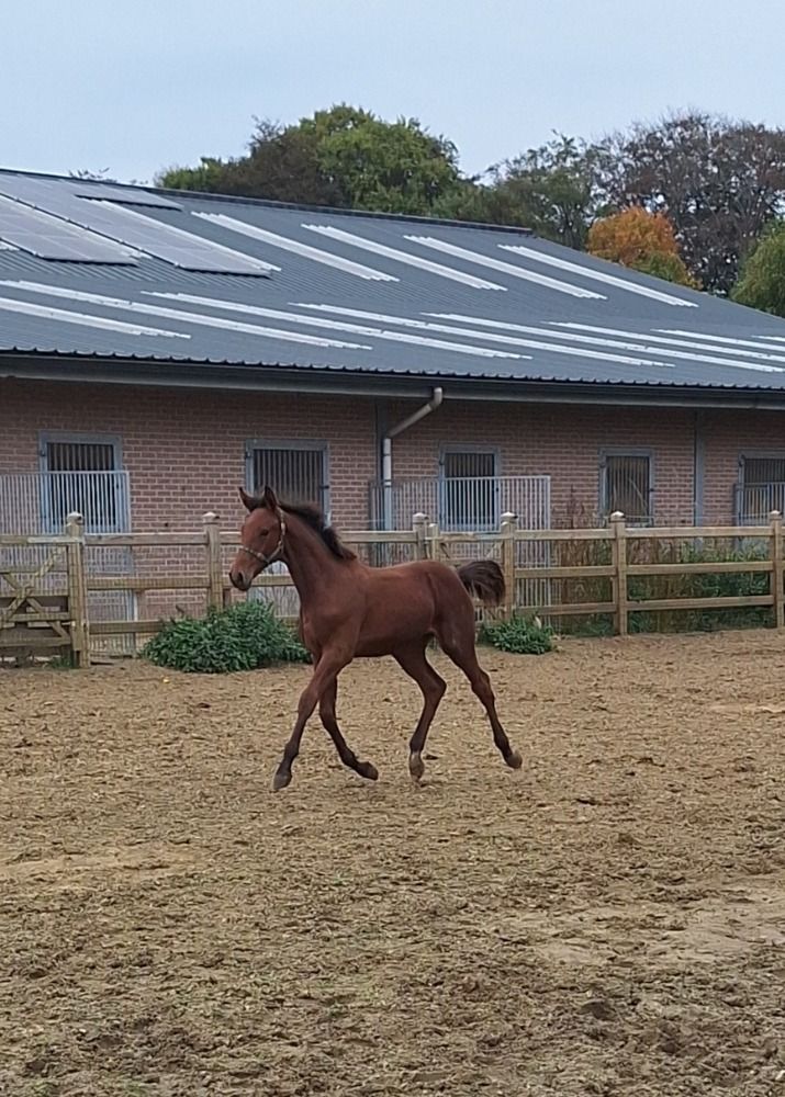 BWP springpaard Hengst Bruin te koop - Foto 3