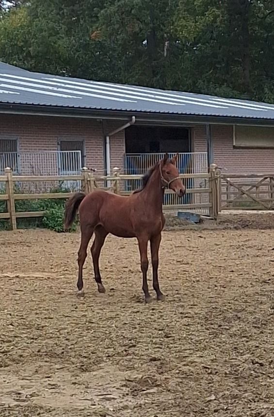 BWP springpaard Hengst Bruin te koop - Foto 2