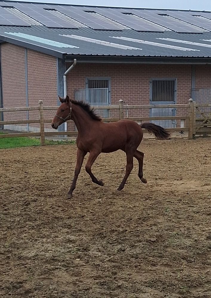 BWP springpaard Hengst Bruin te koop - Hoofdfoto