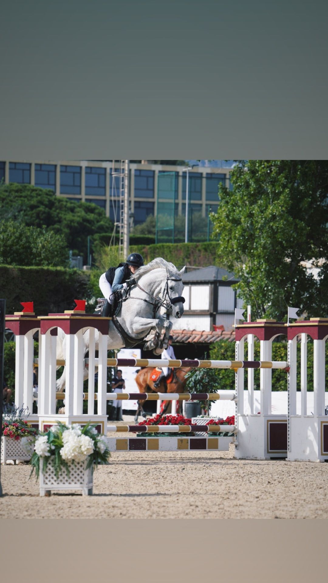 springpaard merrie 11 jaar te koop - Foto 2