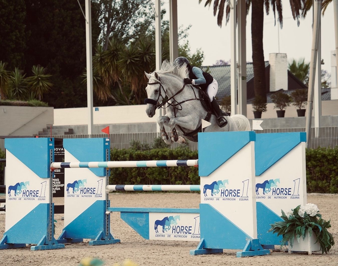 Springpaard, Merrie, 11 jaar