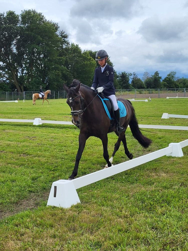 Welsh dressuurpony Ruin 16 jaar Donkerbruin te koop - Foto 2