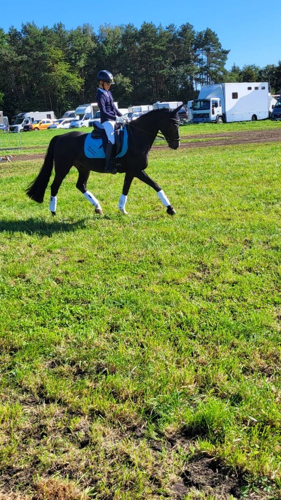 Welsh dressuurpony Ruin 16 jaar Donkerbruin te koop - Foto 3