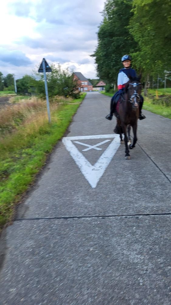 Zwartbruine D pony