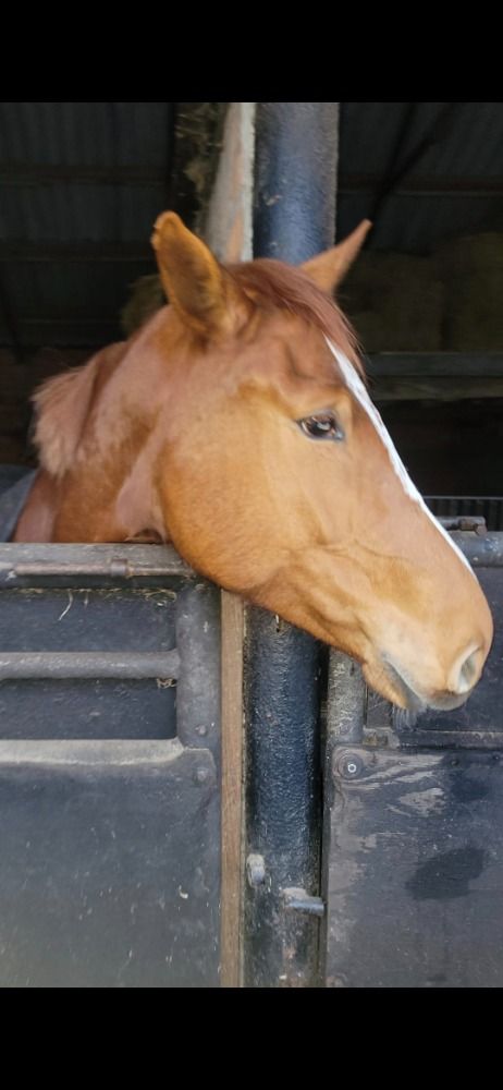 BWP springpaard Merrie 4 Jahre alt Vos zu verkaufen - Foto 3