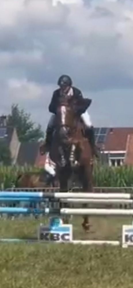 BWP springpaard Merrie 4 Jahre alt Vos zu verkaufen - Foto 2