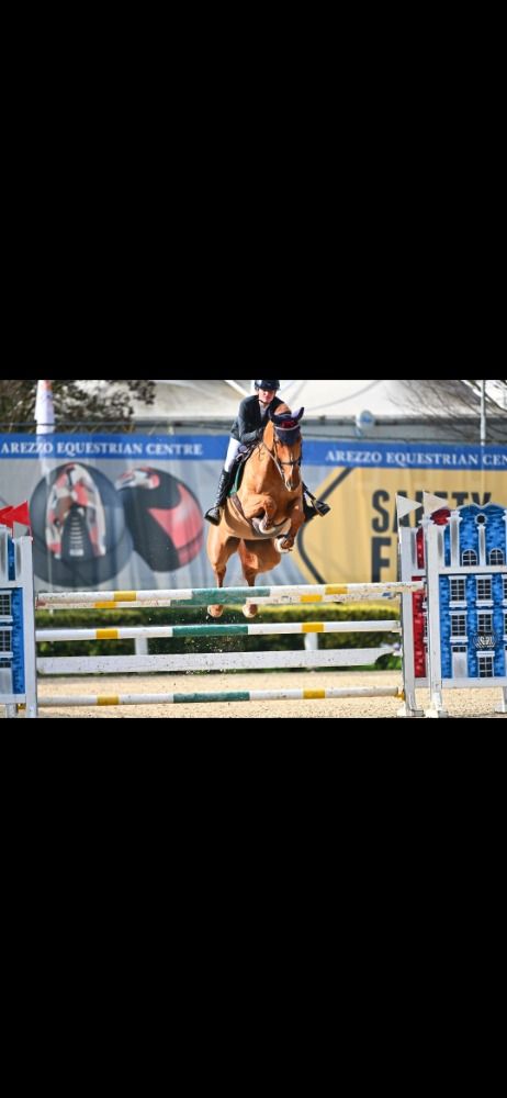 BWP springpaard Merrie 4 Jahre alt Vos zu verkaufen - Foto 4