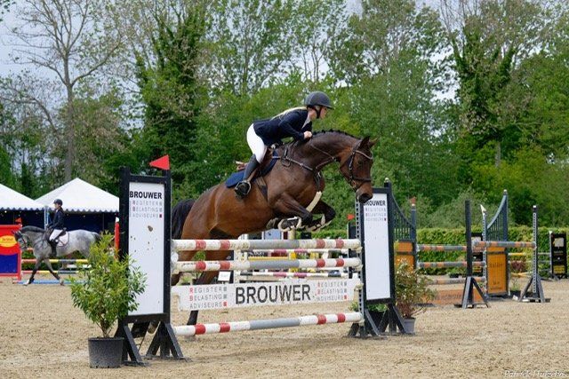 springpaard merrie 8 jaar bruin te koop - Foto 3
