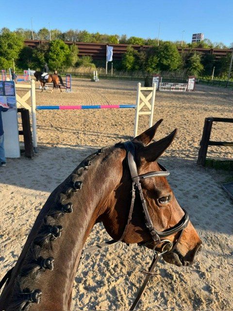 springpaard merrie 8 jaar bruin te koop - Foto 2