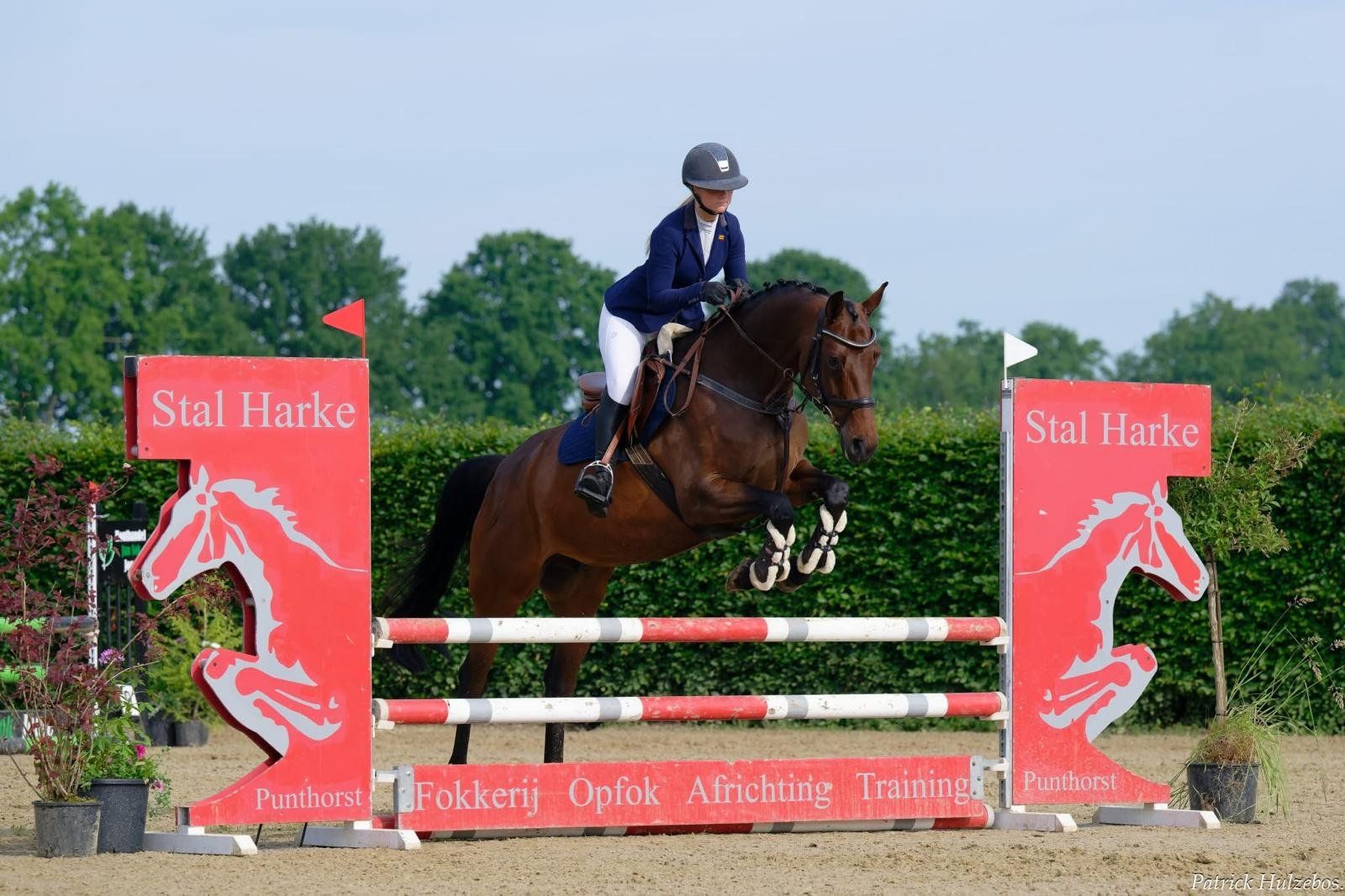 Springpaard, Merrie, 8 jaar