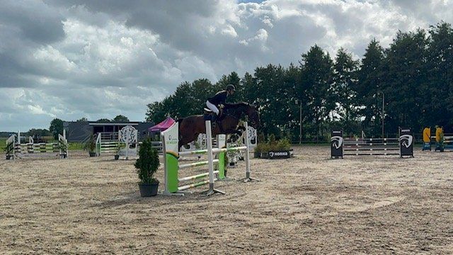 springpaard merrie 8 jaar bruin te koop - Foto 6
