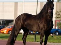 Friesian morfologia mare 16 anni (nata nel 2010) years old for sale - Photo 2