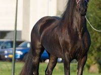 Friesian morfologia mare 16 anni (nata nel 2010) years old for sale - Photo 3