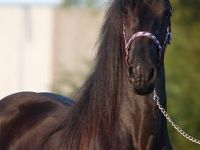Friesian morfologia mare 16 anni (nata nel 2010) years old for sale - Photo 4