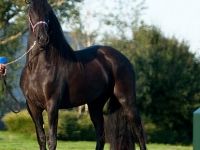 Friesian morfologia mare 16 anni (nata nel 2010) years old for sale - Photo 5