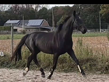 Dressuurmerrie te koop