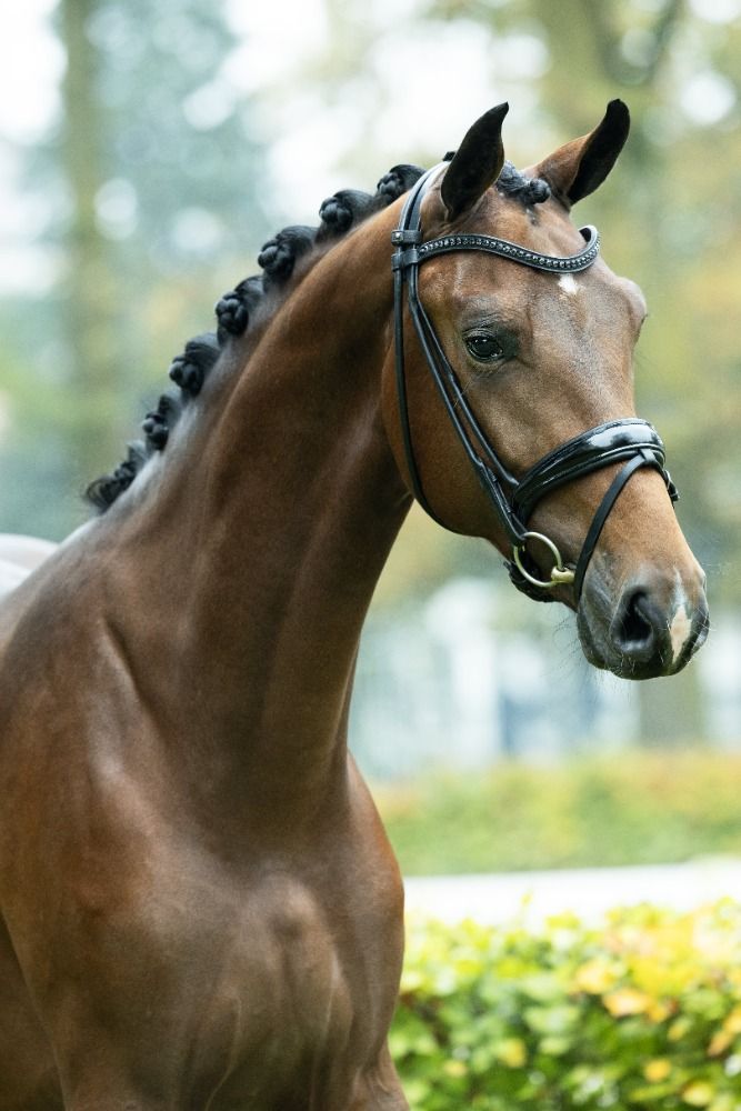KWPN dressuurpaard Hengst 3 jaar Donkerbruin te koop - Foto 4