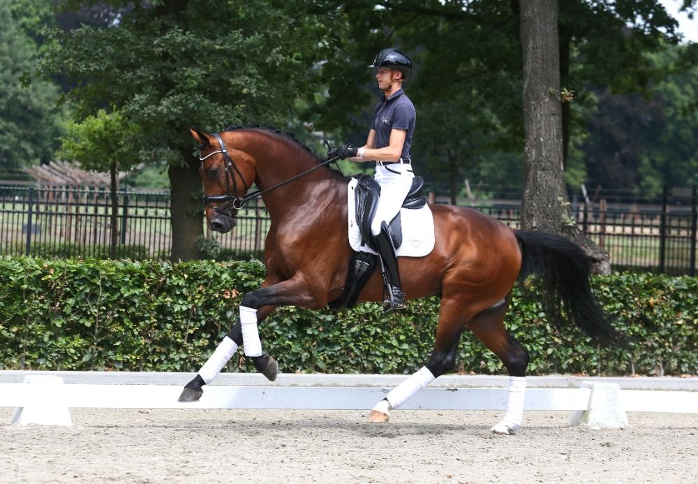 KWPN dressuurpaard Hengst 3 jaar Donkerbruin te koop - Foto 3