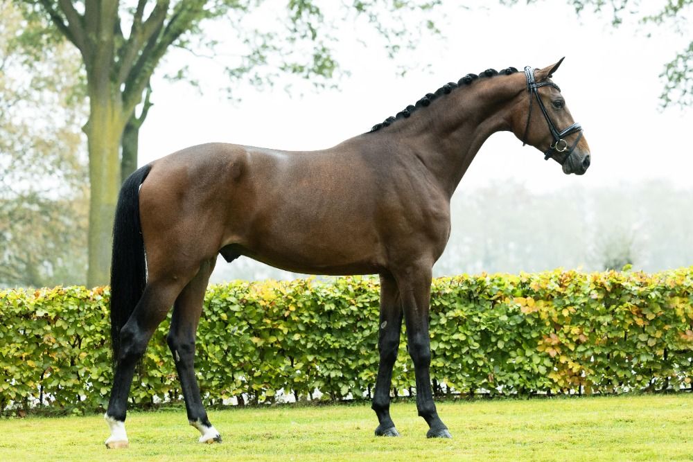 KWPN dressuurpaard Hengst 3 jaar Donkerbruin te koop - Foto 2