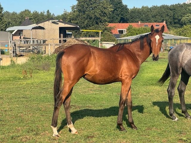 Zangersheide springpaard Hengst 1 jaar Bruin te koop - Foto 2