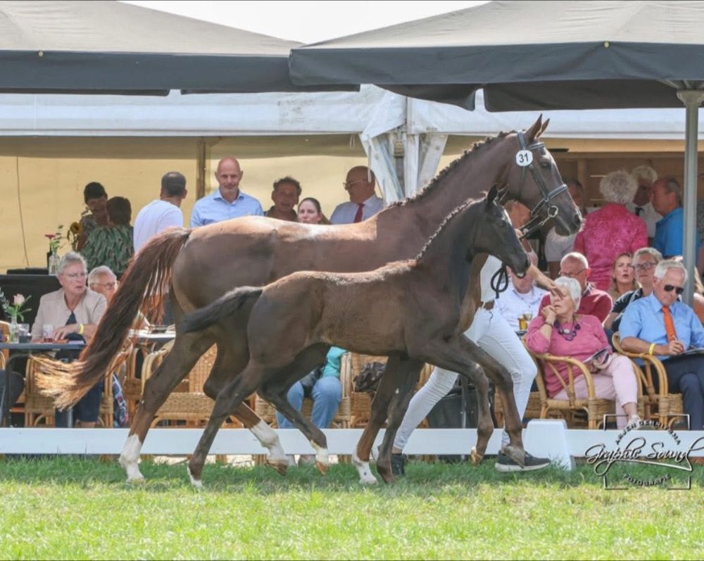 KWPN dressuurpaard Merrie Zwart te koop - Foto 2