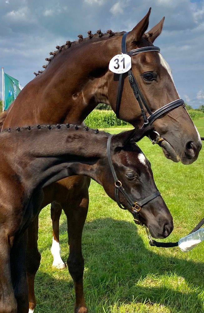 KWPN dressuurpaard Merrie Zwart te koop - Foto 4