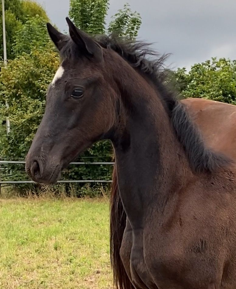 KWPN dressuurpaard Merrie Zwart te koop - Foto 3
