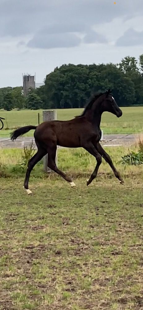 KWPN dressuurpaard Merrie Zwart te koop - Foto 5