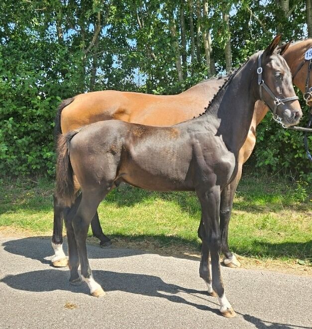 KWPN dressuurpaard Hengst Zwart te koop - Hoofdfoto