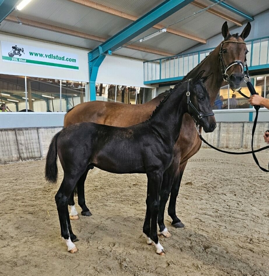 KWPN dressuurpaard Hengst Zwart te koop - Foto 2